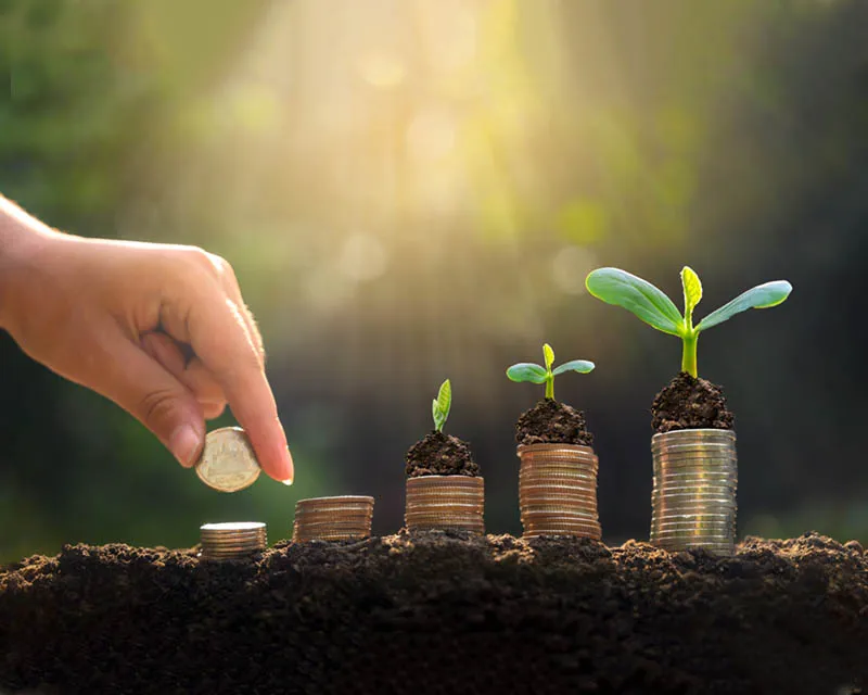 wisdom for society foundation